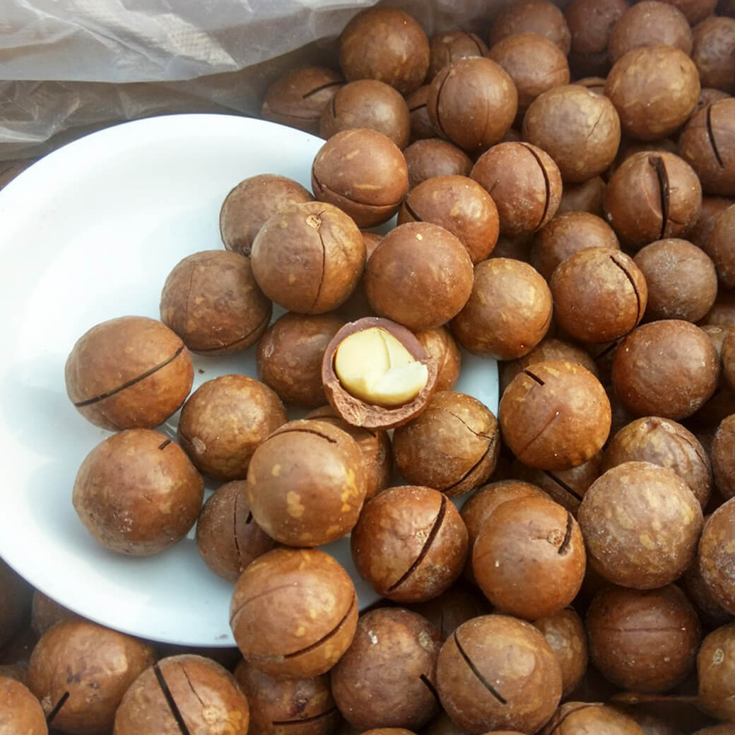 High Quality 100% Organic Macadamia Nuts Seeds Roasted In Shell Raw Macadamia Nuts