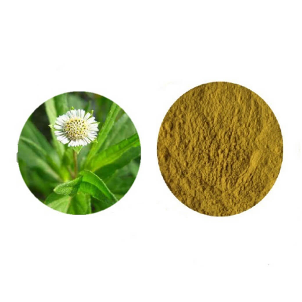 Wholesale Food Grade 100% Natural Eclipta Alba Extract Powder